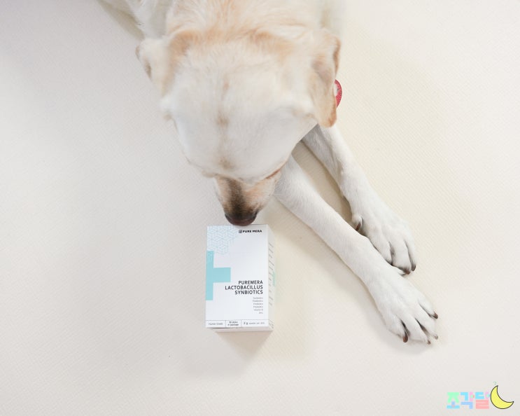 강아지방귀냄새 심할 땐 강아지유산균 급여하기