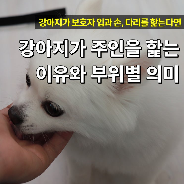  강아지가 주인을 핥는 이유 부위별로 알아보기