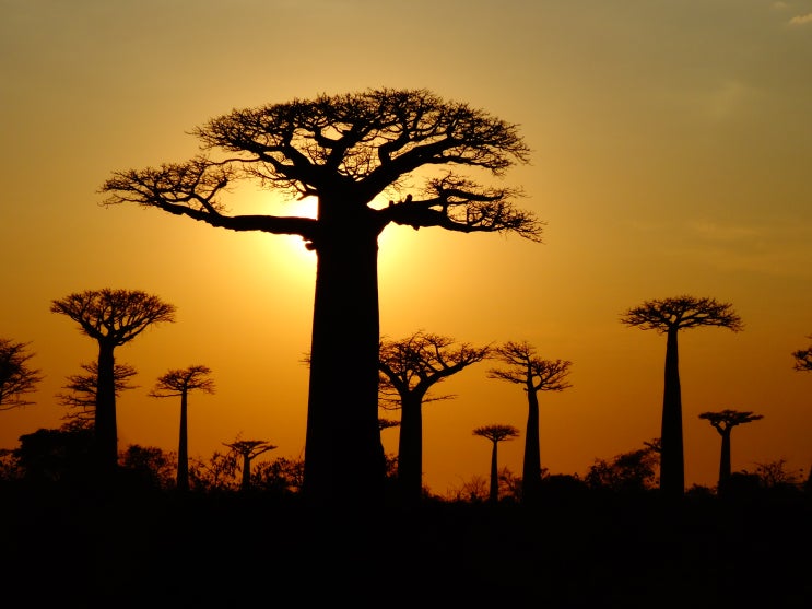 마다가스카르 여행 바오밥 나무 위치 모론다바 원숭이 아프리카 세계여행 BEST 2