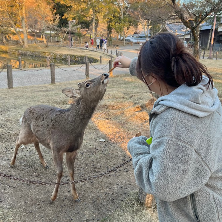 일본 나라 여행 기록 / 센베 덕후들이 모여있는 나라 사슴공원 (feat. 사슴 공포증 생길뻔한 썰)