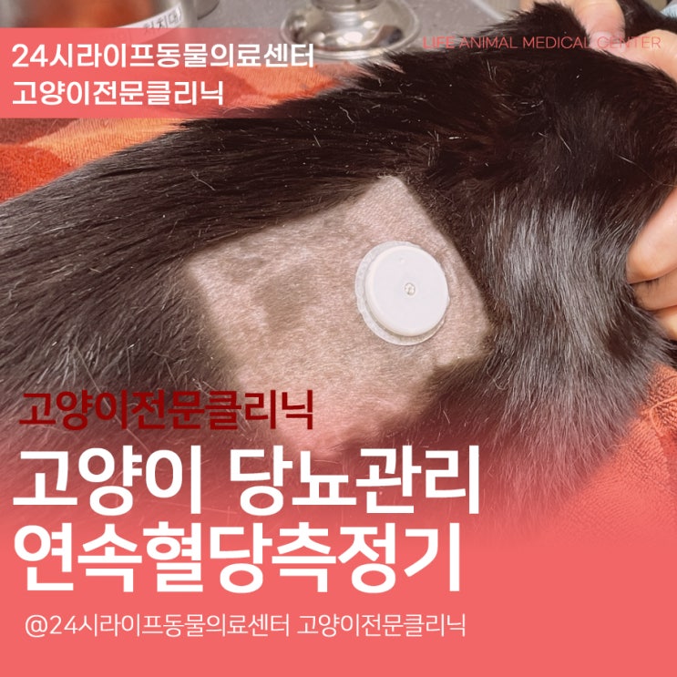 대구 고양이 당뇨병 연속혈당측정기 : 고양이 혈당관리 대구24시동물병원