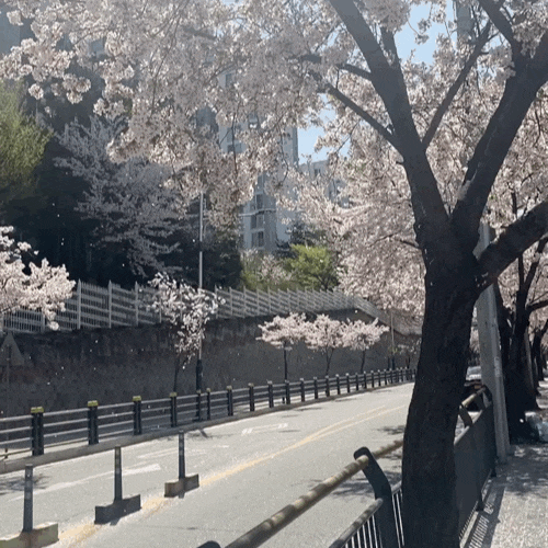 부산벚꽃구경가기 좋은 장소추천, 내가 뽑은 부산 베스트 ‘벚꽃스팟’ , 지역별 벚꽃개화시기 부산벚꽃구경가기 좋은 장소추천, 내가 뽑은 부산 베스트 ‘벚꽃스팟’ , 지역별 벚꽃개화시기