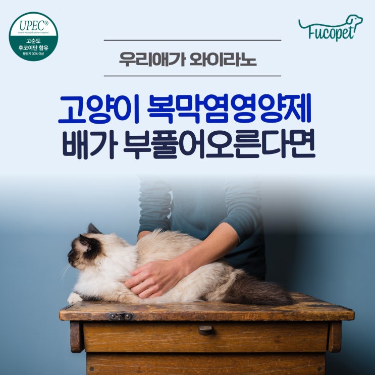 고양이 배 부풀어오름 / 복막염 영양제