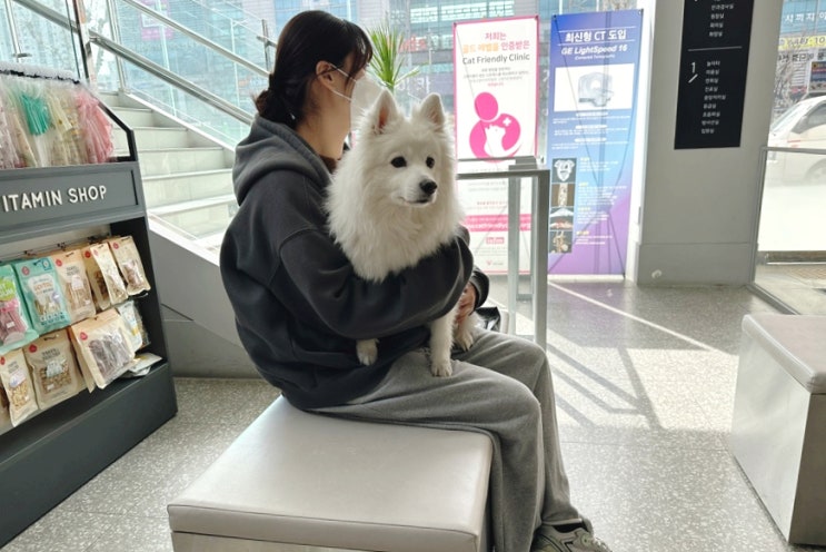 강아지 건강검진 꼭 필요할까요?나이, 항목, 비용 (ft.뽀뽀 건강검진 받는 날)