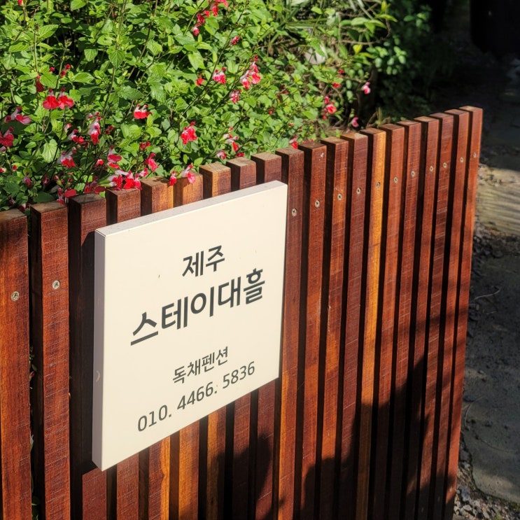  제주여행 감성 숙소 독채펜션[스테이대흘]