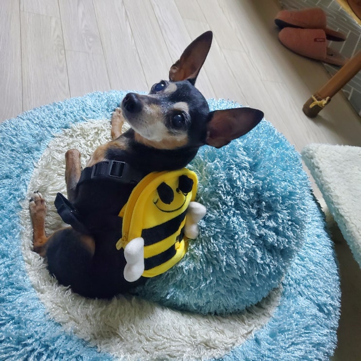 저렴하지만 귀엽고 가성비좋은 소형견 강아지 하네스 추천"내돈내산" 저렴하지만 귀엽고 가성비좋은 소형견 강아지 하네스 추천"내돈내산"