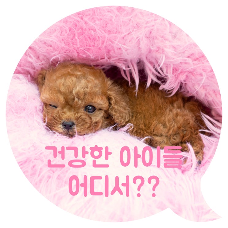  양주강아지분양 마이멍에서 만나봐요