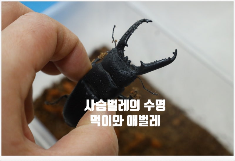 홀로 남은 사슴벌레키우기 애벌레는 성장중