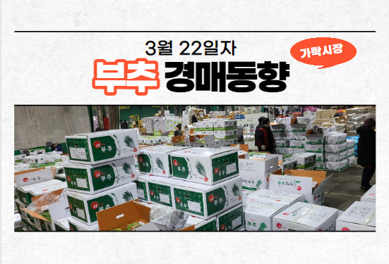  [경매사 일일보고] 3월 22일자 가락시장 부추 경매동향을 살펴보겠습니다!