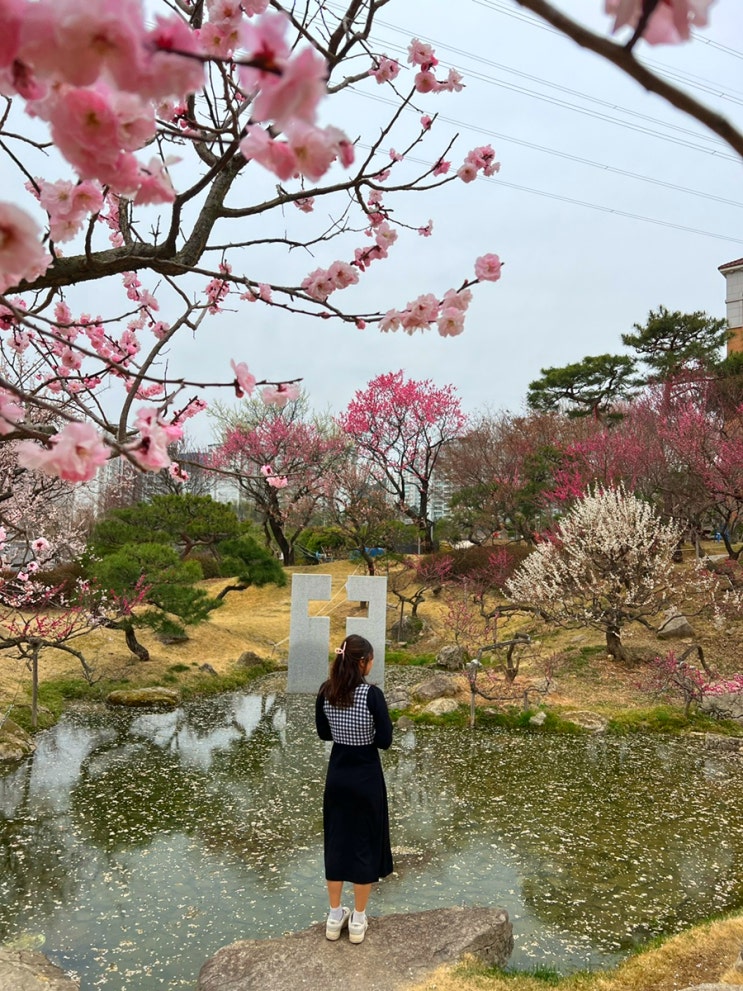  순천놀거리, 홍매화가 유명한 탐매마을 관광지 및 여행코스
