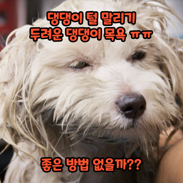  강아지드라이 고민? 초간편 해결상품 이거 어때?
