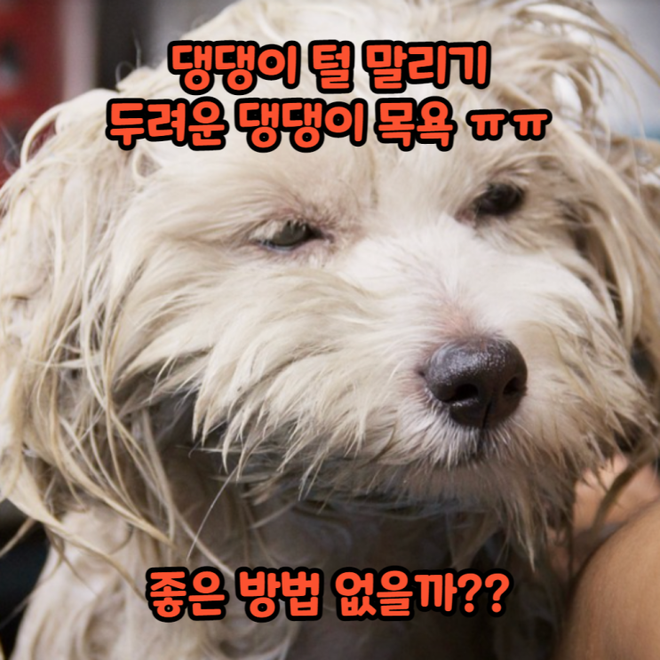 강아지드라이 고민? 초간편 해결상품 이거 어때?