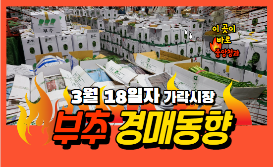  [경매사 일일보고] 3월 18일자 가락시장 부추 경매동향을 살펴보겠습니다!