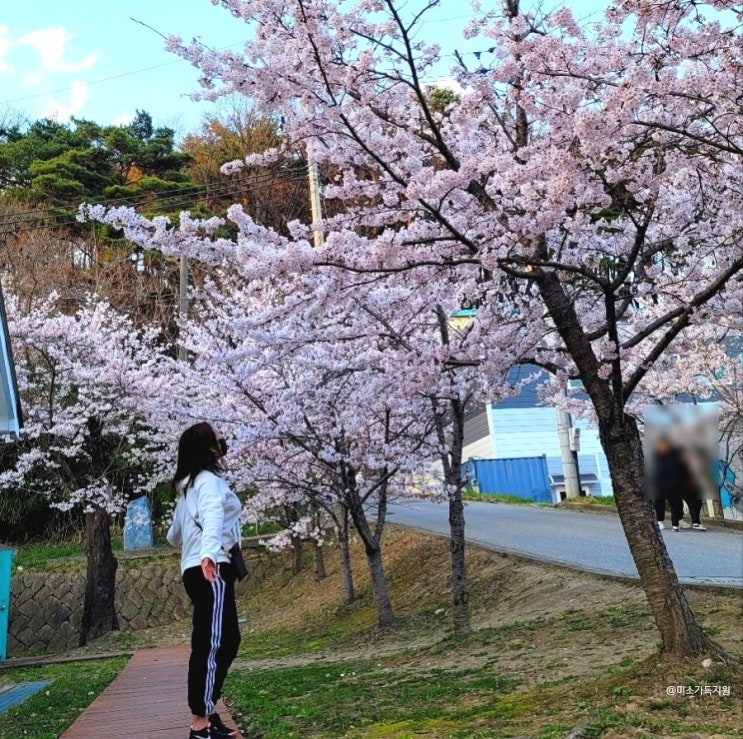 2023 강원도 벚꽃 명소 추천 베스트 5 내가 직접 가 본 여행지만 요약