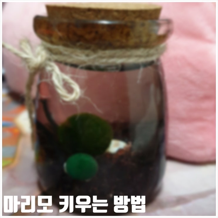  마리모 키우는 방법 물갈이 필수