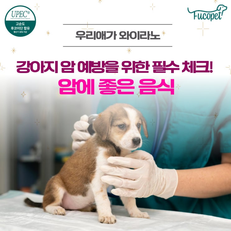  56th.강아지 암에 좋은 음식, 암예방 시작