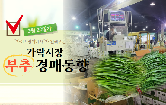  [경매사 일일보고] 3월 20일자 가락시장 부추 경매동향을 살펴보겠습니다!