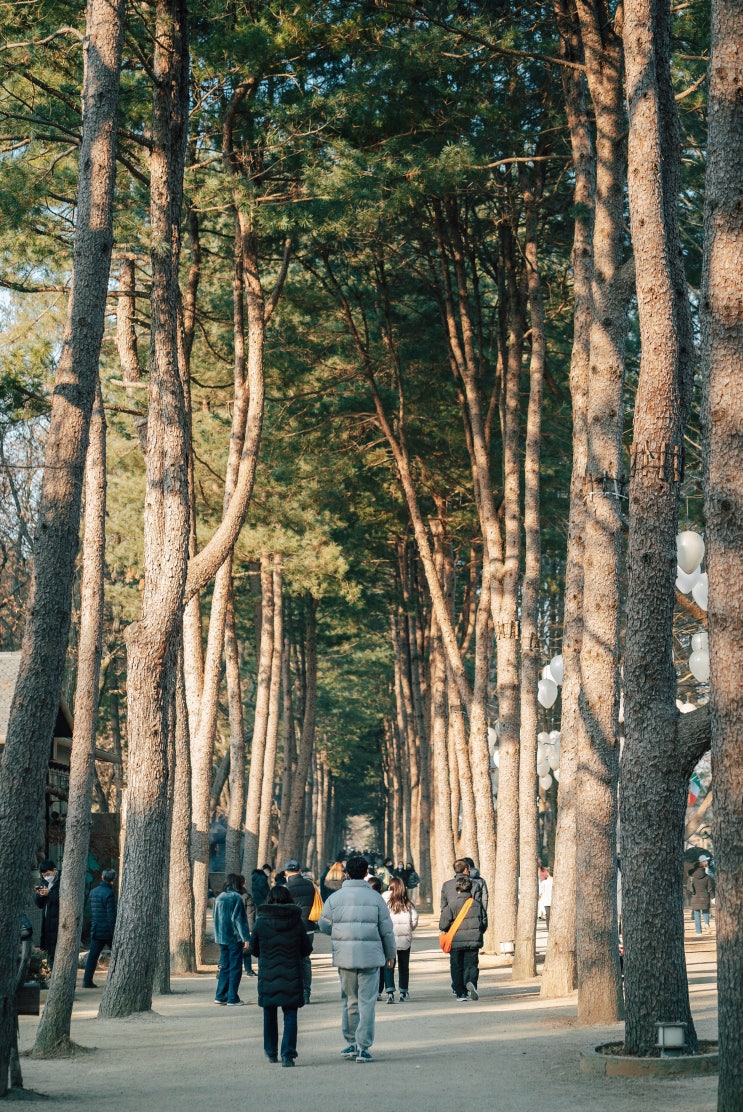 남이섬 영어로 외국인에게 설명하기 [한글설명] / Explaining Nami Island to Foreigners in English