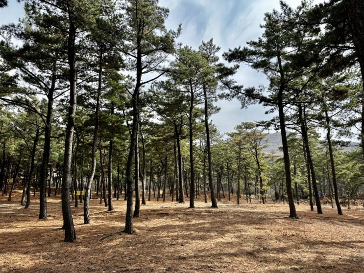 무의도 당일치기 가족 여행 호룡곡산 산책 (서울 근교 드라이브)