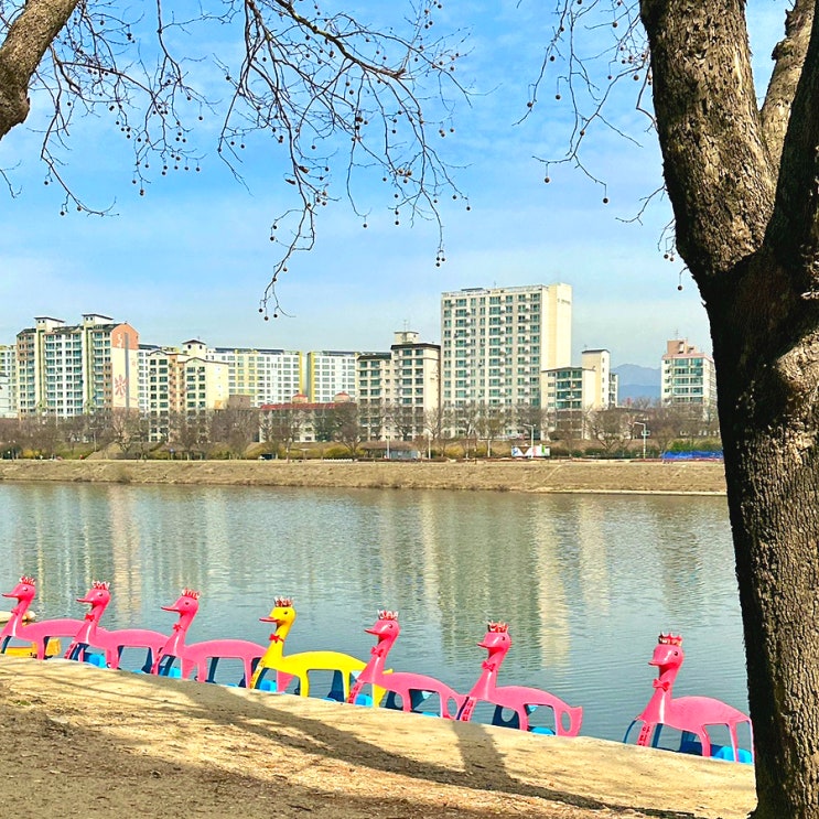  동촌유원지 오리배/카페/맛집/주차 정보 대구 피크닉 장소 추천