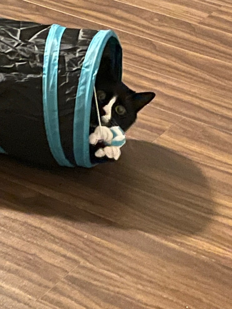  안녕! 내 이름은 뭉치 행복한 고양이지 ฅ^•ﻌ•^ฅ