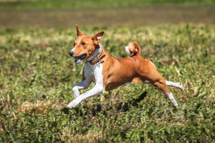 [강아지종류] #20 바센지 정보 / basenji