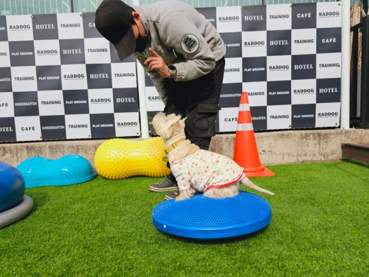  단대오거리애견카페:) 라드독(독피트니스)