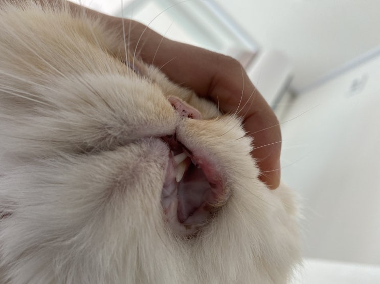  고양이 입술 염증