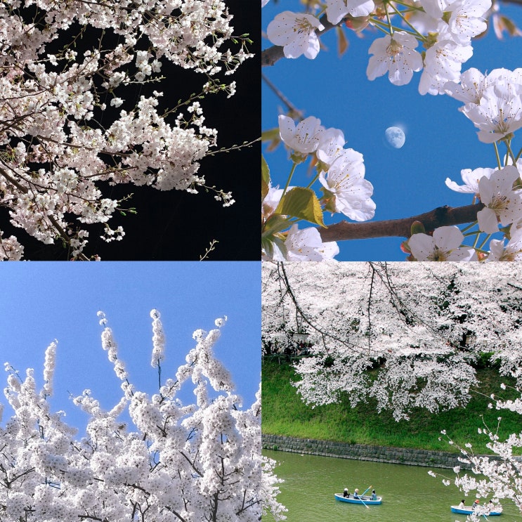  1_벚꽃 배경화면 개화 시기 밤 일본 봄 분홍 아이폰 고화질 배경화면 wallpaper cherry blossom aesthetic pink