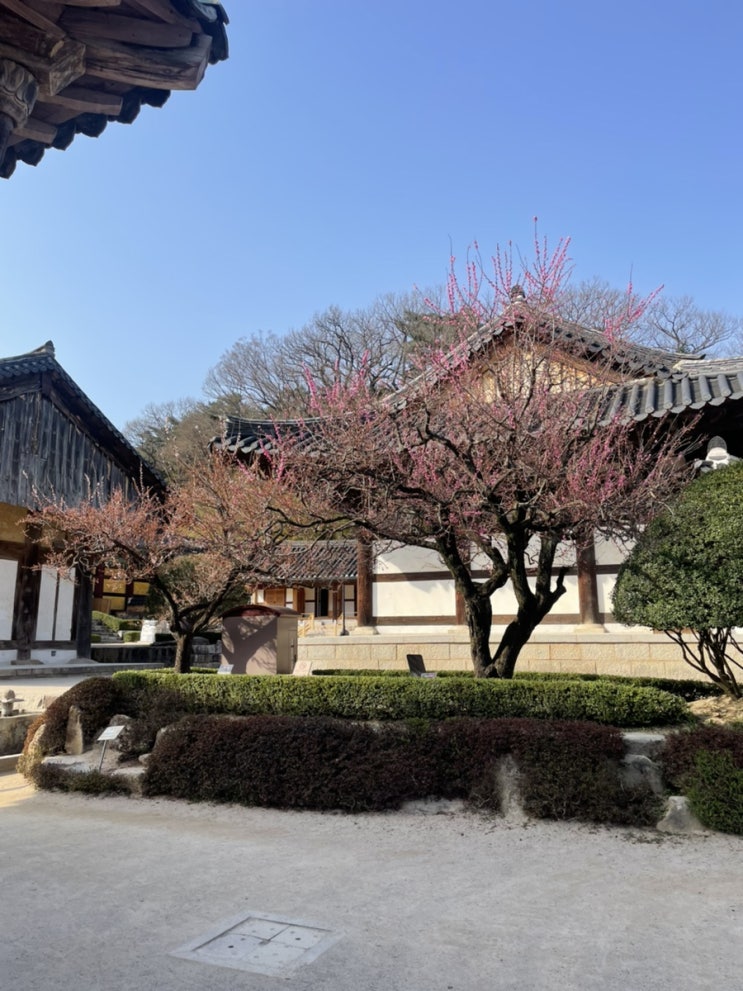  경남 꽃구경, 세계문화유산 통도사 홍매화
