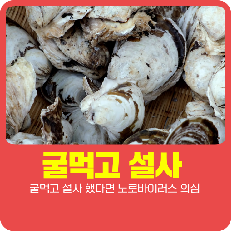  굴먹고 설사 했다면 노로바이러스 의심