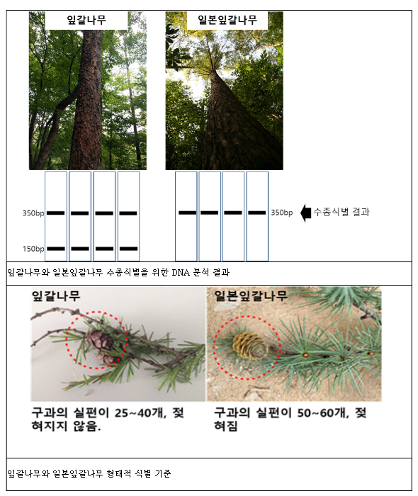 국내 유일 가리왕산 잎갈나무 숲, 유전자 정보로 관리한다