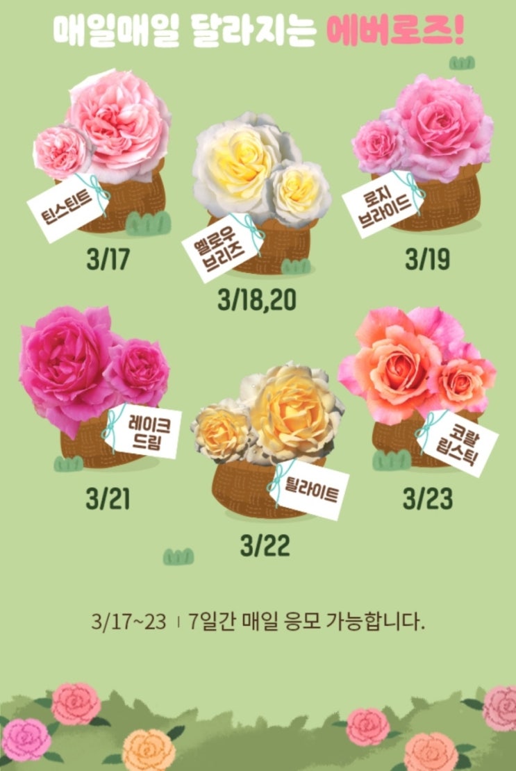  에버로즈 300원 래플 이벤트 #에버랜드 #장미정원