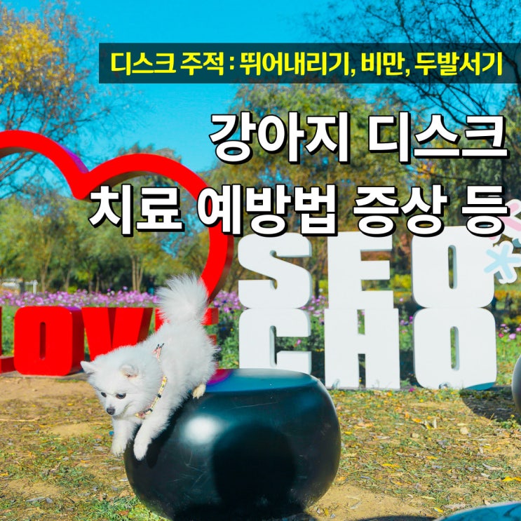  강아지 디스크 치료 수술비 예방법 증상 등