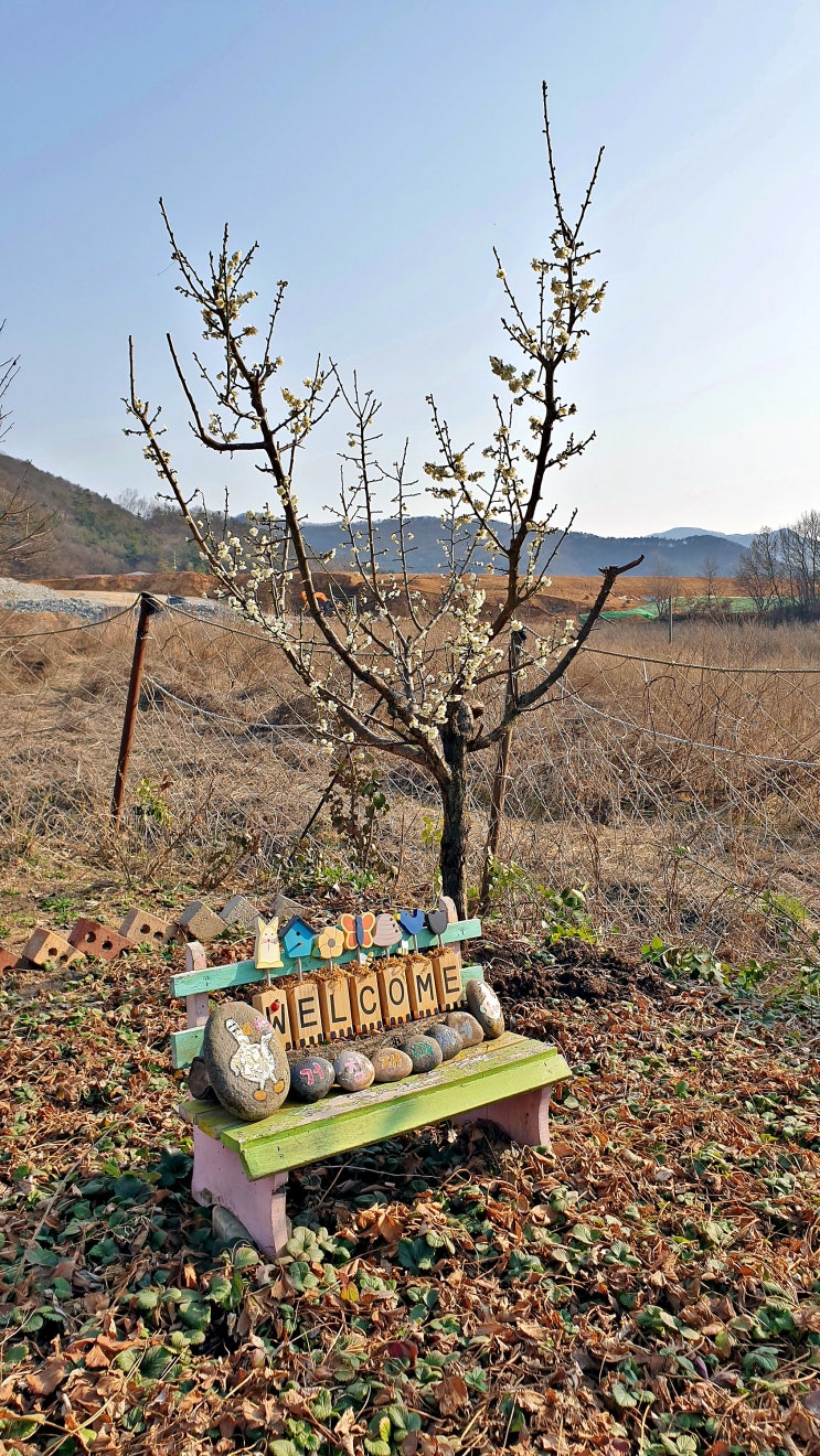  매화 향기 그윽한 농원...감자, 당근, 완두콩 파종과 덩굴 지지대 세우기.