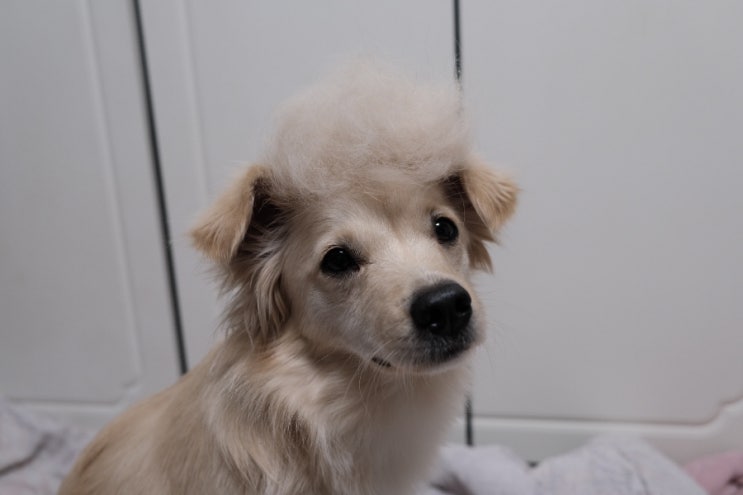  [강아지 빗/이중모 빗] 털 많이 빠지는 이중모, 죽은털 제거에 효과적인 강아지 빗 "퍼미네이터"