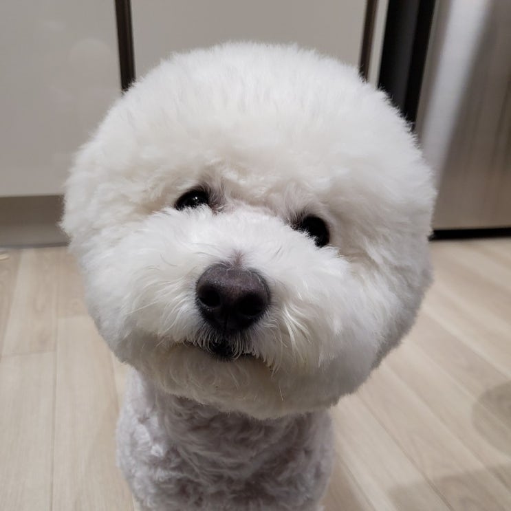 강아지가 물을 많이 먹어요, 먹는 원인 체크해 보세요.