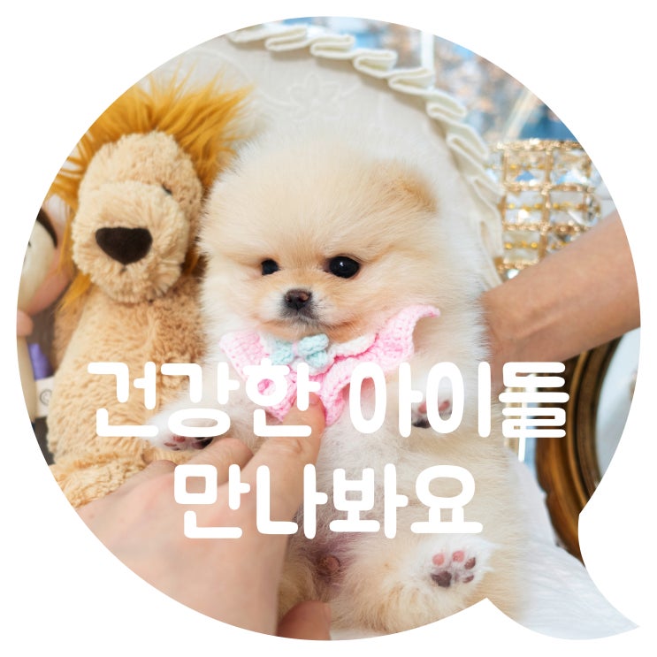  미사강아지분양 천사같은 아이들