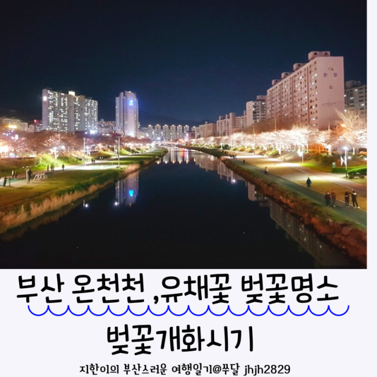  부산 온천천 벚꽃명소  벚꽃개화시기