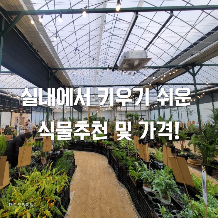  초보자를 위한 실내에서 키우기 쉬운 식물 추천 및 가격 (ft.용인 화훼가든 내돈내산)
