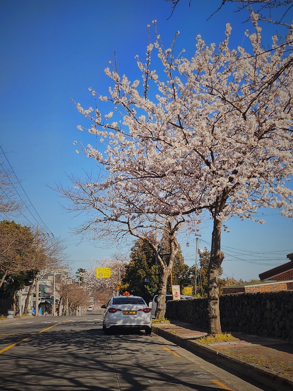 송이마당1198 사진 1