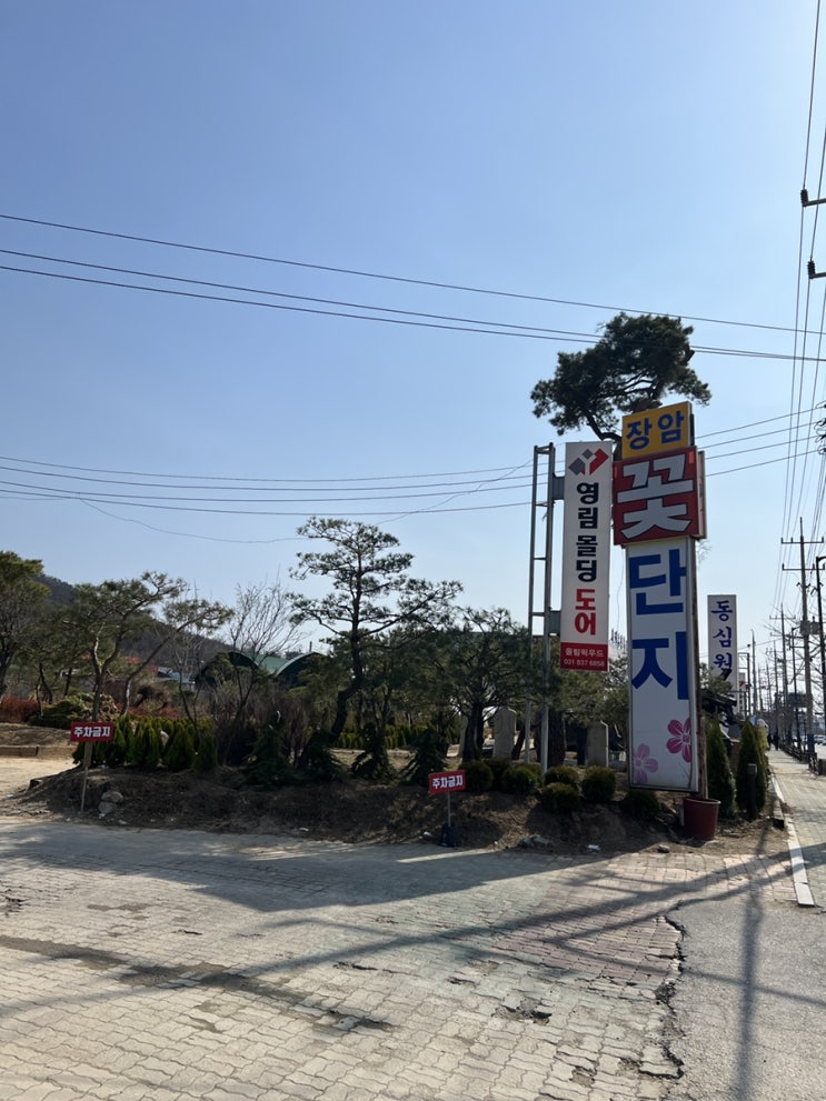   봄이 왔습니다! 아이들과 함께 장암꽃단지에서 튤립, 희귀 다육이 리톱스 구매하고 왔습니다!