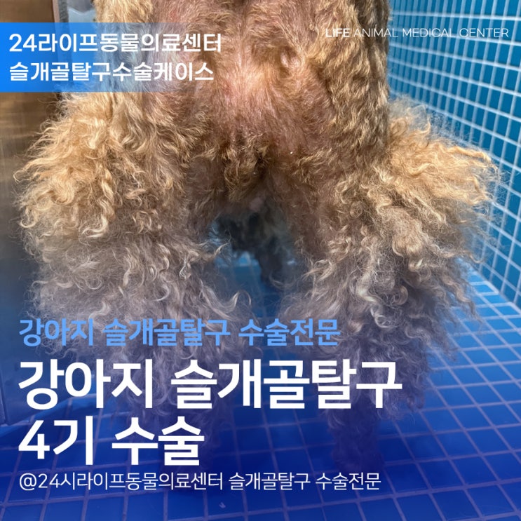 대구 강아지슬개골탈구 수술 : 슬개골탈구 4기 수술 예후 와 관리방법