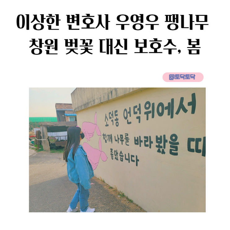 이상한 변호사 우영우 팽나무 창원 벚꽃 대신 보호수, 봄 이상한 변호사 우영우 팽나무 창원 벚꽃 대신 보호수, 봄