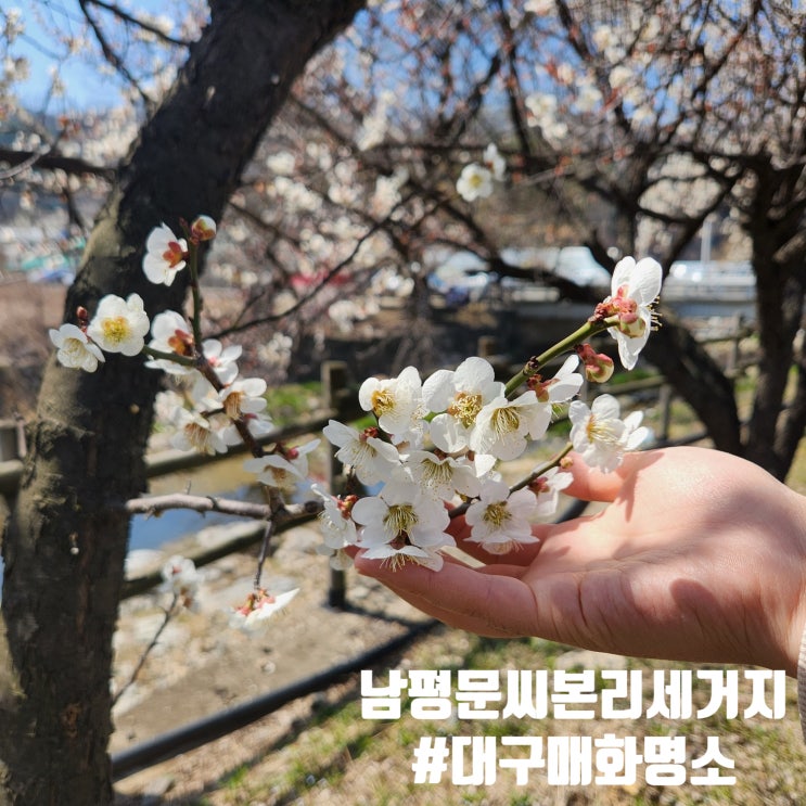  백매와홍매가 한창 절정 : 남평문씨본리세거지 방문LOG