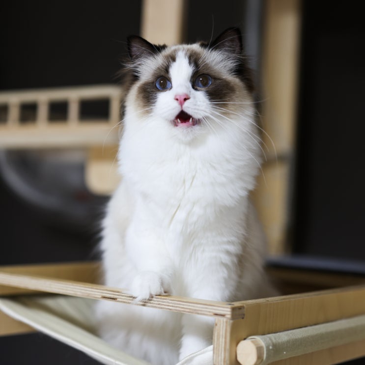 랙돌 포토, 기본정보 고양이 크기 종류 유전병 성격 장단점 키우기 쉬운 품종