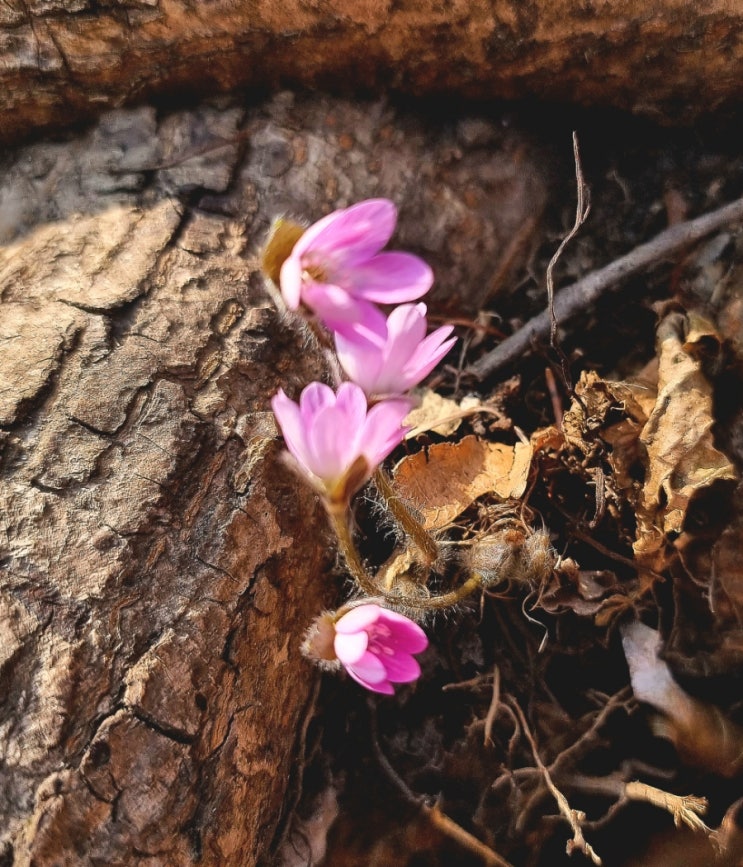 노루귀 - 작지만 화려한 이른 봄꽃 야생화