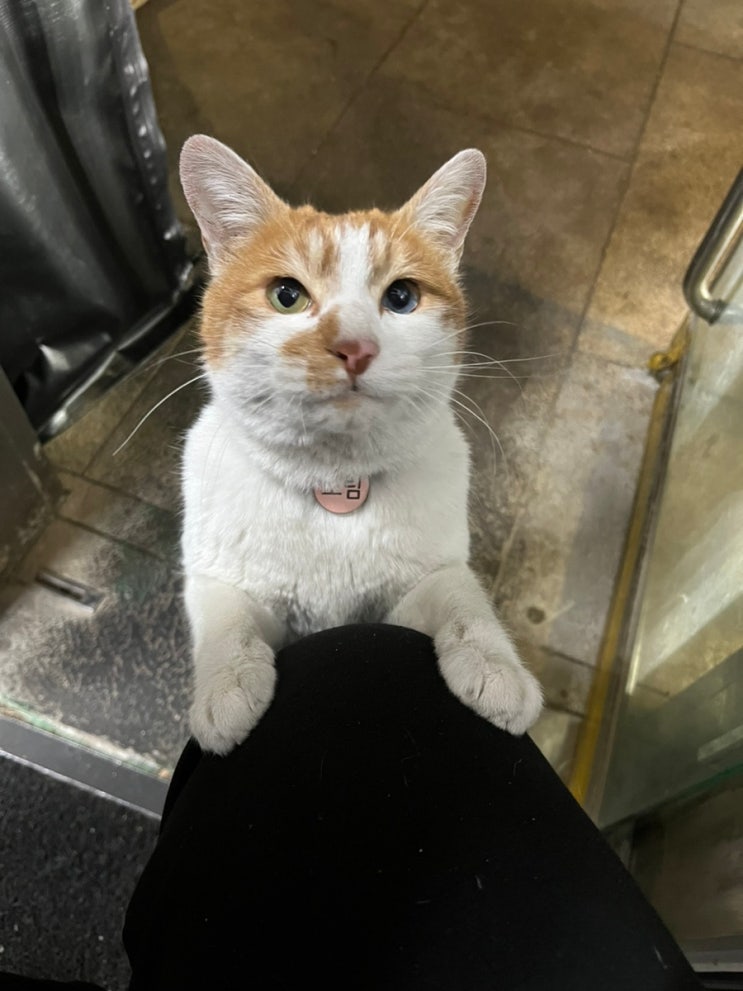  쿠팡 탐사 츄르/고양이 간식 /고영희님이 좋아하는 가성비 제품을 찾아서