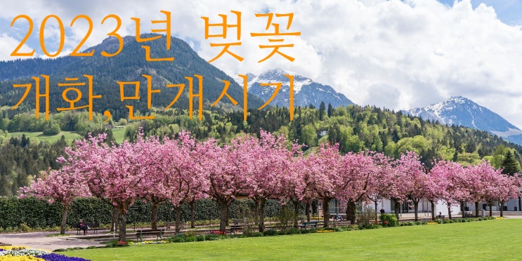 2023년 서울 경기 벚꽃 개화 만개  일정 총정리