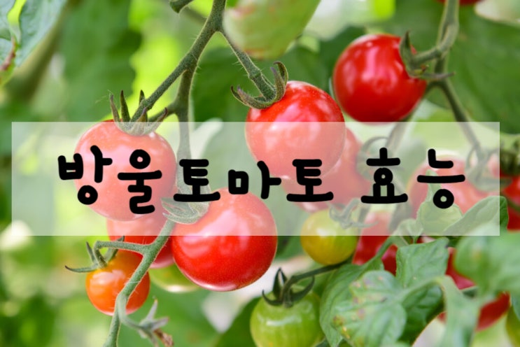  방울토마토는 어디에 좋을까? 효능